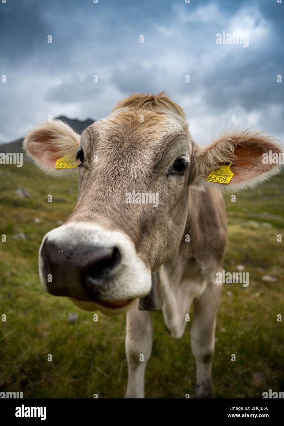 Primo piano di una giovane vacca marrone nelle alpi svizzere in Val Maighels, Surselva Foto Stock