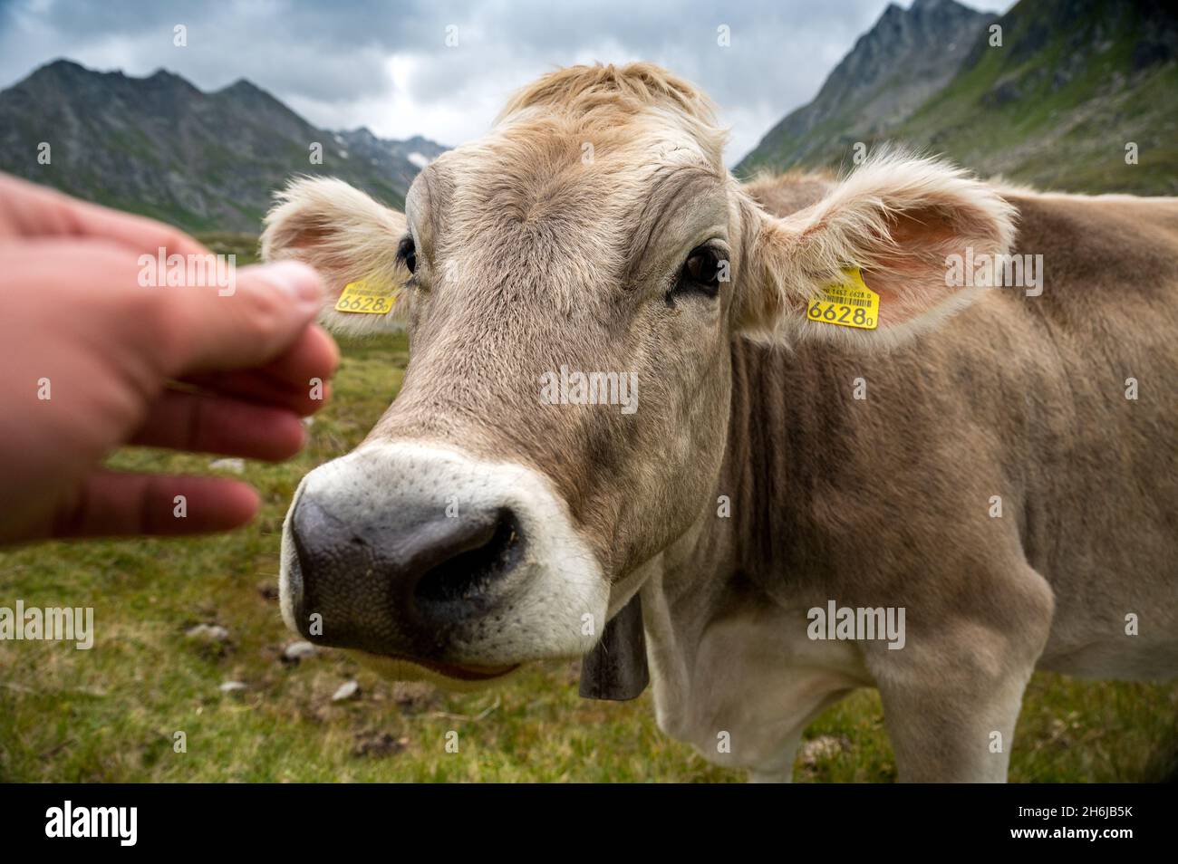 Primo piano di una giovane vacca marrone nelle alpi svizzere in Val Maighels, Surselva Foto Stock