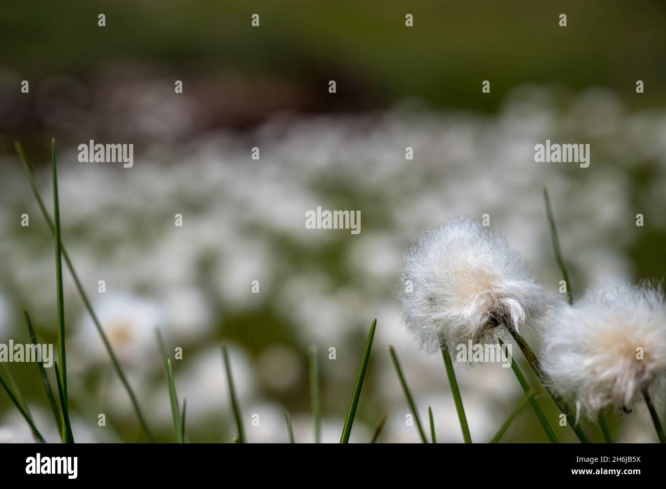 Prato pieno di cottongrass alpino nella Surselva Foto Stock