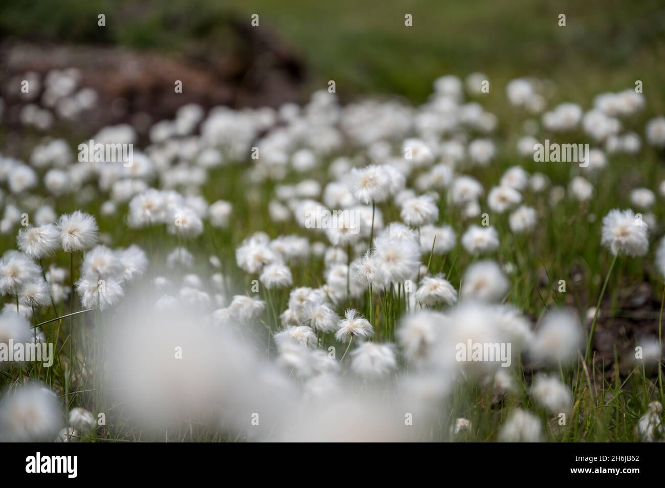 Prato pieno di cottongrass alpino nella Surselva Foto Stock