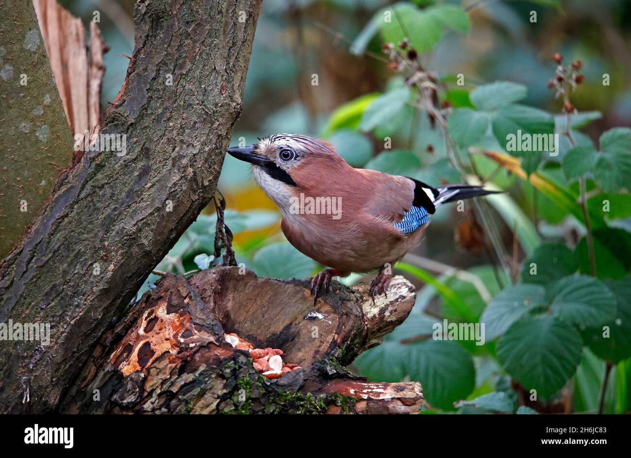 Jay eurasiatico foraging per il cibo nei boschi Foto Stock