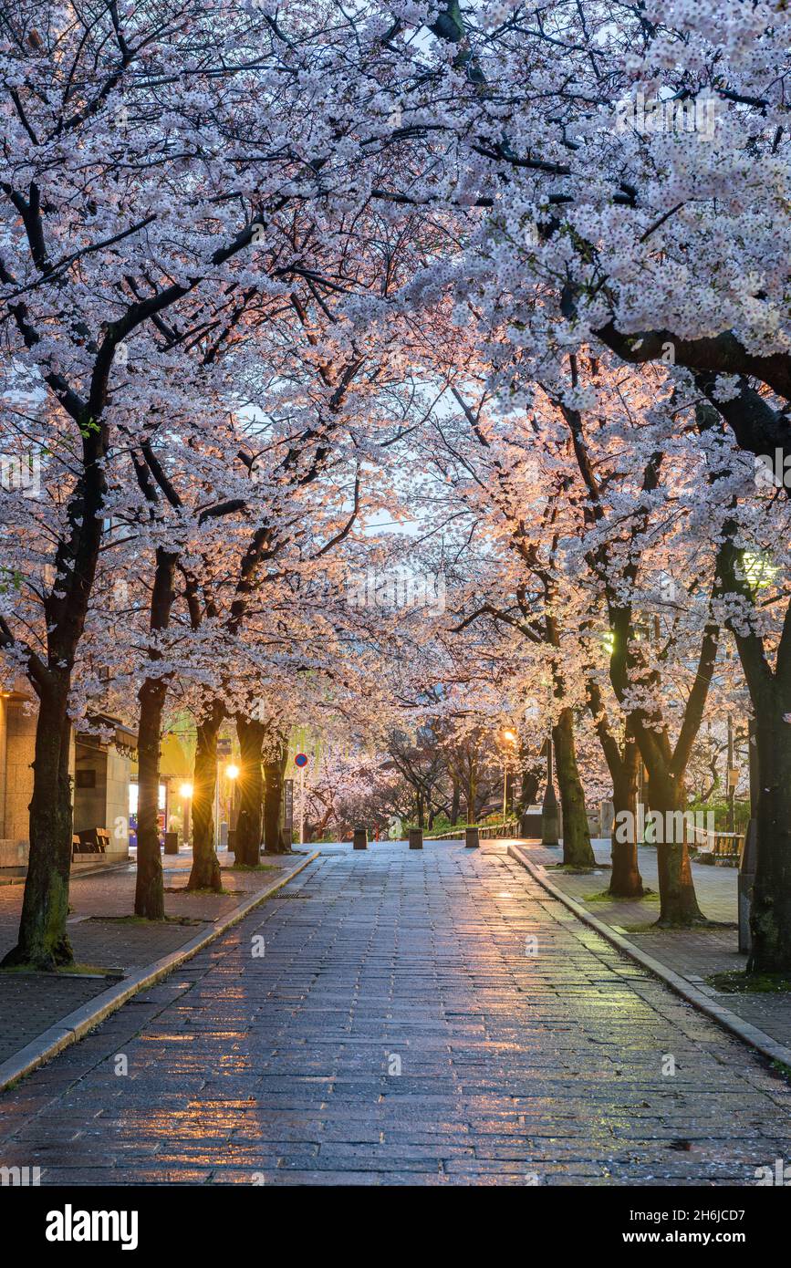 Gion Shirakawa, Kyoto, Japan during cherry blossom season at twilight. Foto Stock