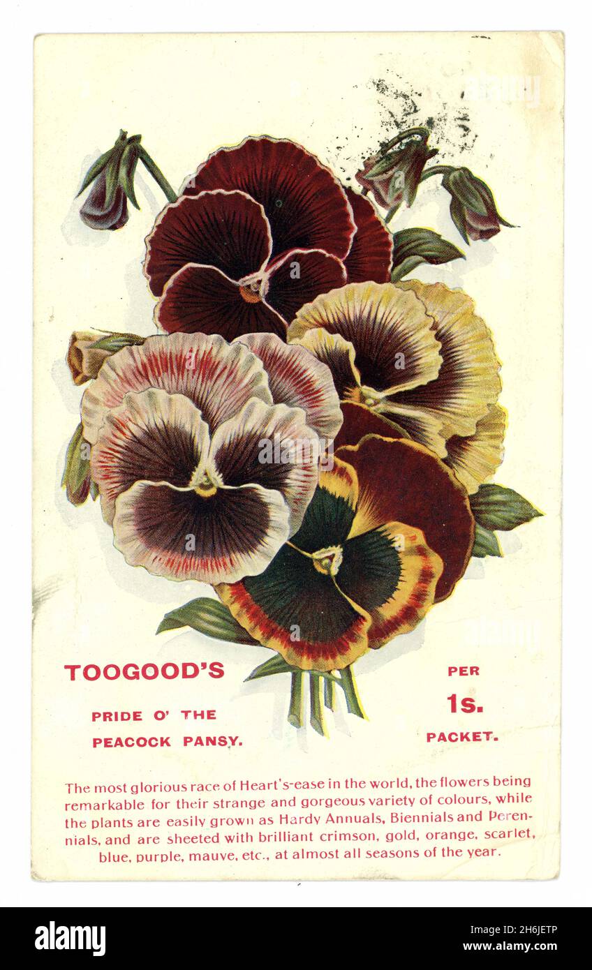 Cartolina originale dell'epoca edoardiana Toogood & Sons per la conferma della ricezione dell'ordine, Pride o' The Peacock Pansy, pubblicata da Southampton nel 1906, Southampton, Inghilterra, Regno Unito Foto Stock