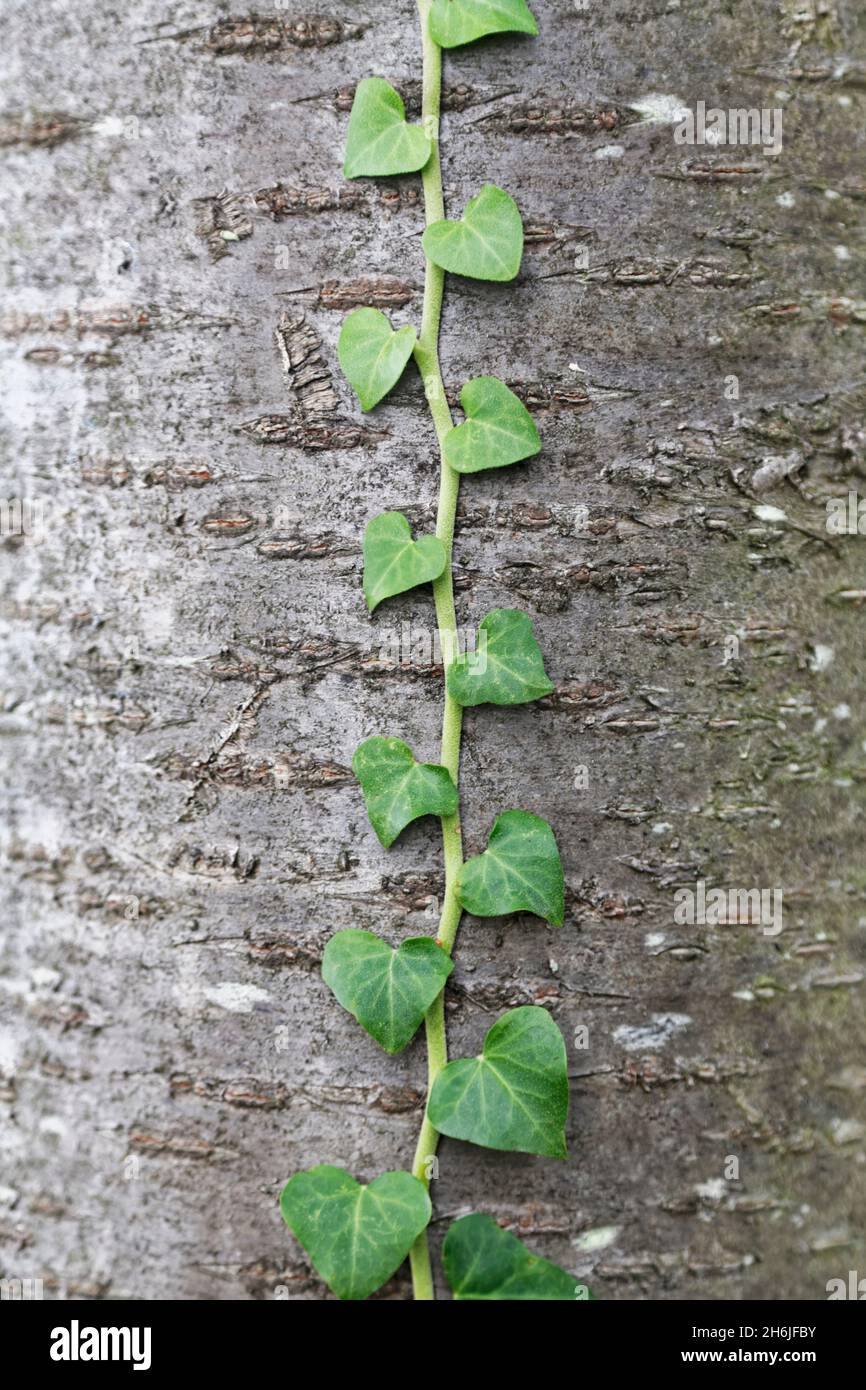 Un unico vitigno di edera che sale su un albero al centro. Foto Stock