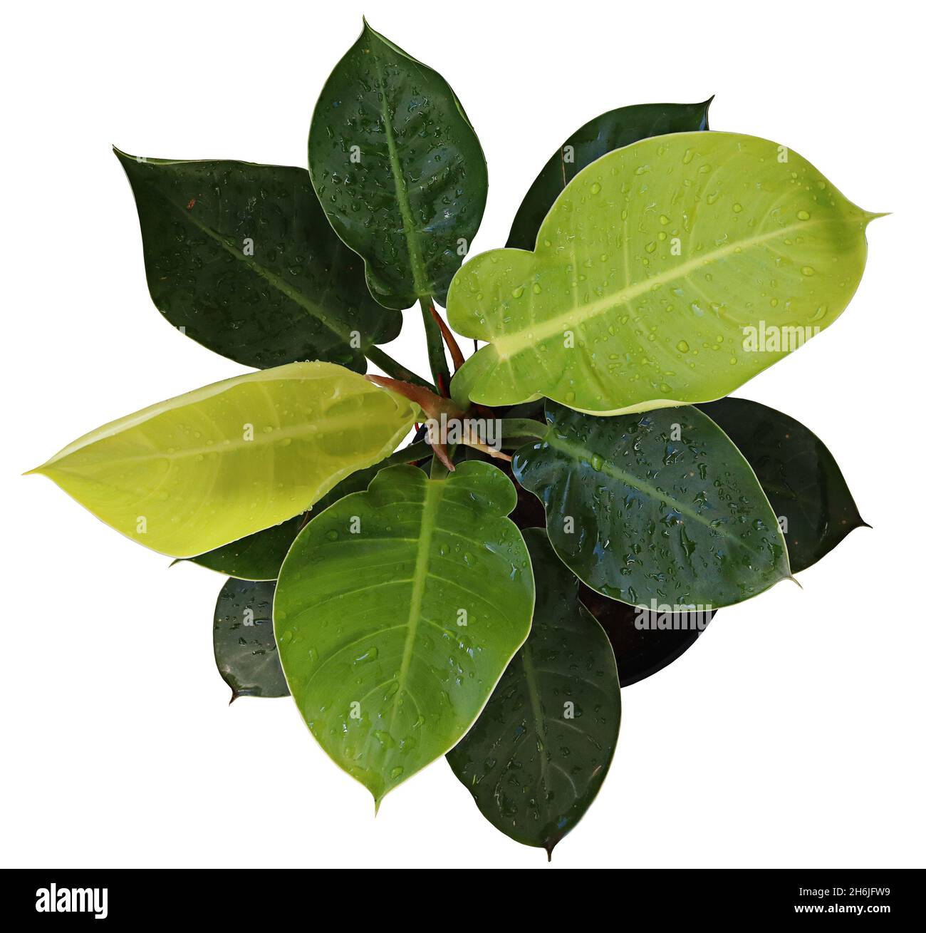 Filodendron chiaro di luna (aracee), originale del Sud America, con foglie grandi verdi, piantate su vaso, con fondo bianco (isolato in bianco), top Foto Stock