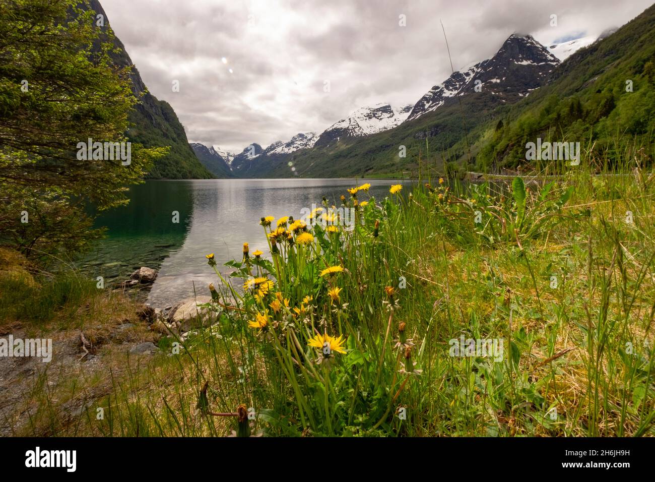 I dandelioni e le montagne innevate circondano il lago Briksdal, Stryn, Vestland, Norvegia, Scandinavia, Europa Foto Stock