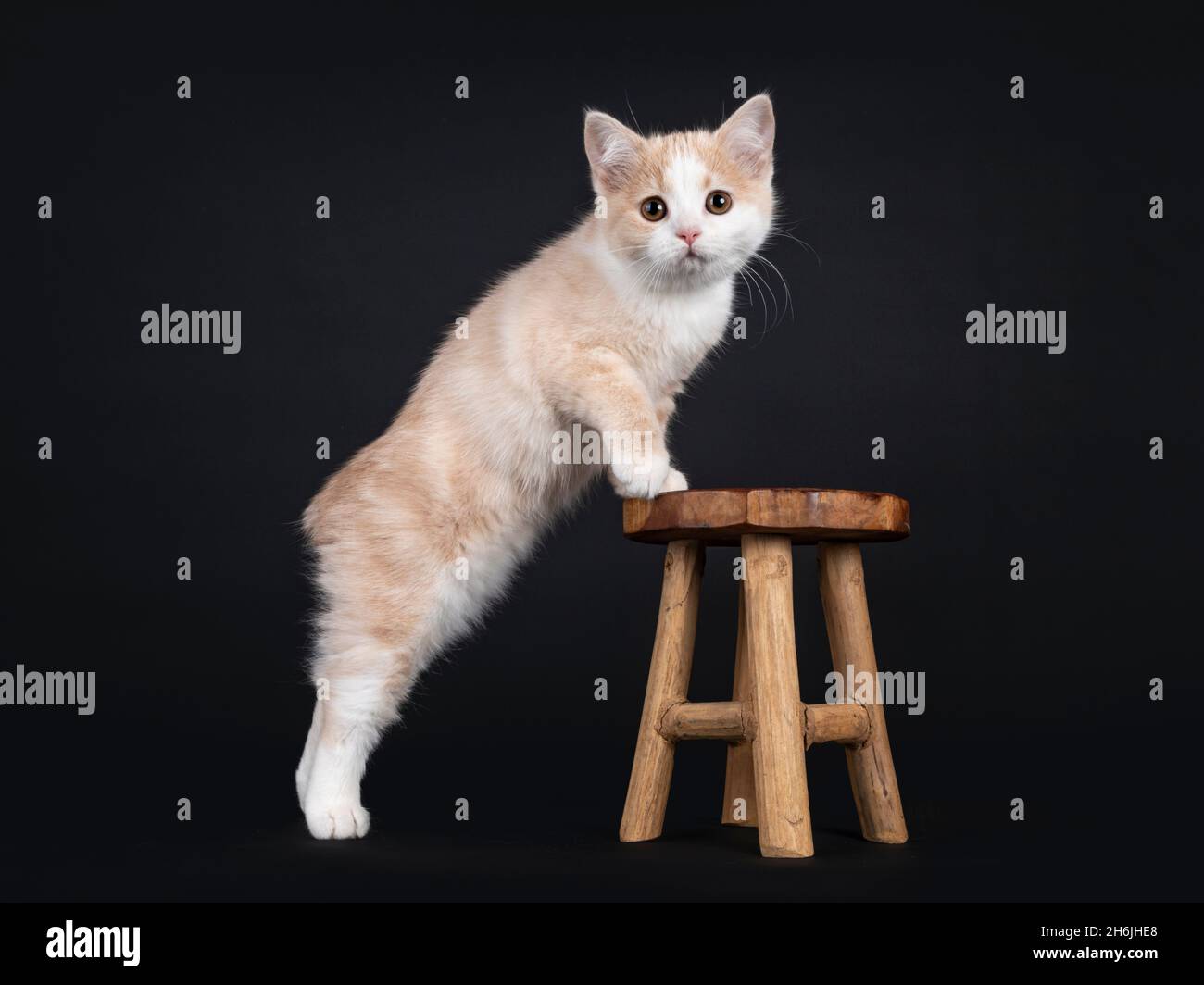 Adorabile cucciolo di gatto Manx sartiglio, in piedi laterali con zampe anteriori su un piccolo sgabello di legno. Guardando verso la telecamera con occhi droopy. Isolato su a b Foto Stock