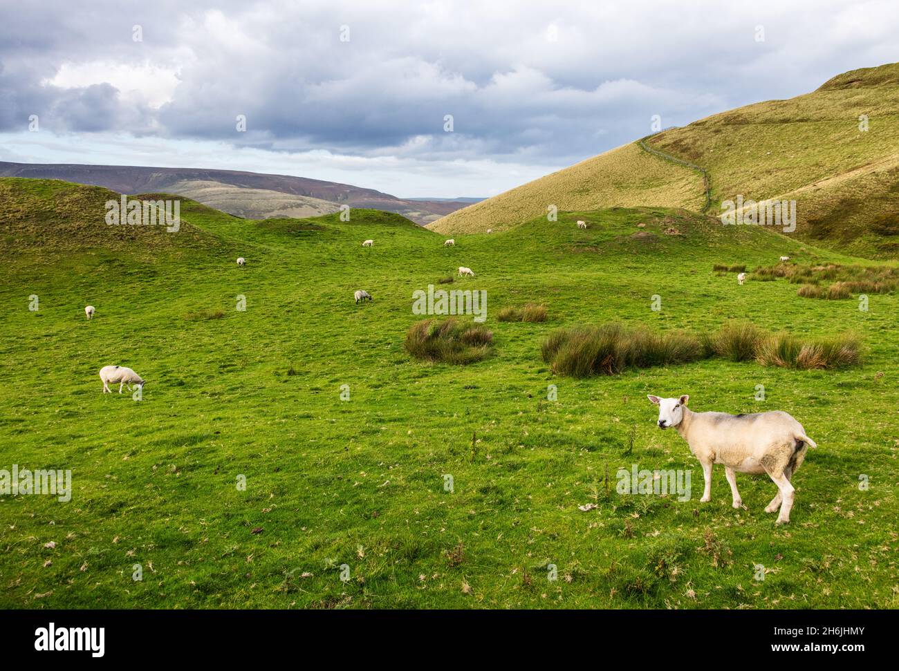 Pecore al pascolo nella valle di Edale, Peak District National Park, Derbyshire, Inghilterra, Regno Unito, Europa Foto Stock