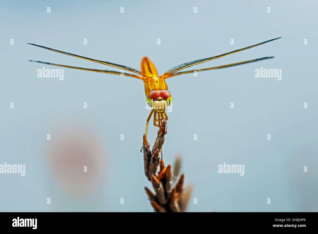 Dragonfly asiatica (Brachythemis contaminata) da laghetto di pesci, Rammang-Rammang, Maros, Sulawesi meridionale, Indonesia, Sud-est asiatico, Asia Foto Stock