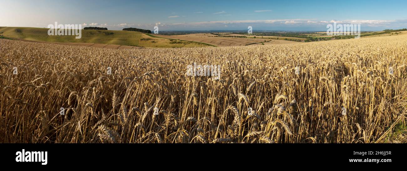 Panoramica del campo di grano dorato sotto Devil's Punchbowl su Hackpen Hill, Wantage, Oxfordshire, Inghilterra, Regno Unito, Europa Foto Stock