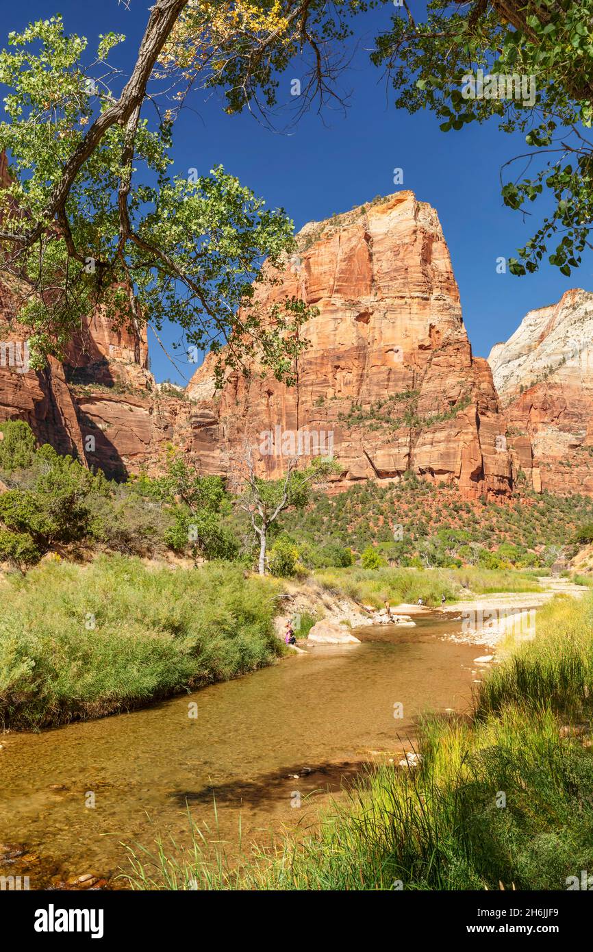 Virgin River e Angel's Landing, Zion National Park, Colorado Plateau, Utah, Stati Uniti d'America, Nord America Foto Stock