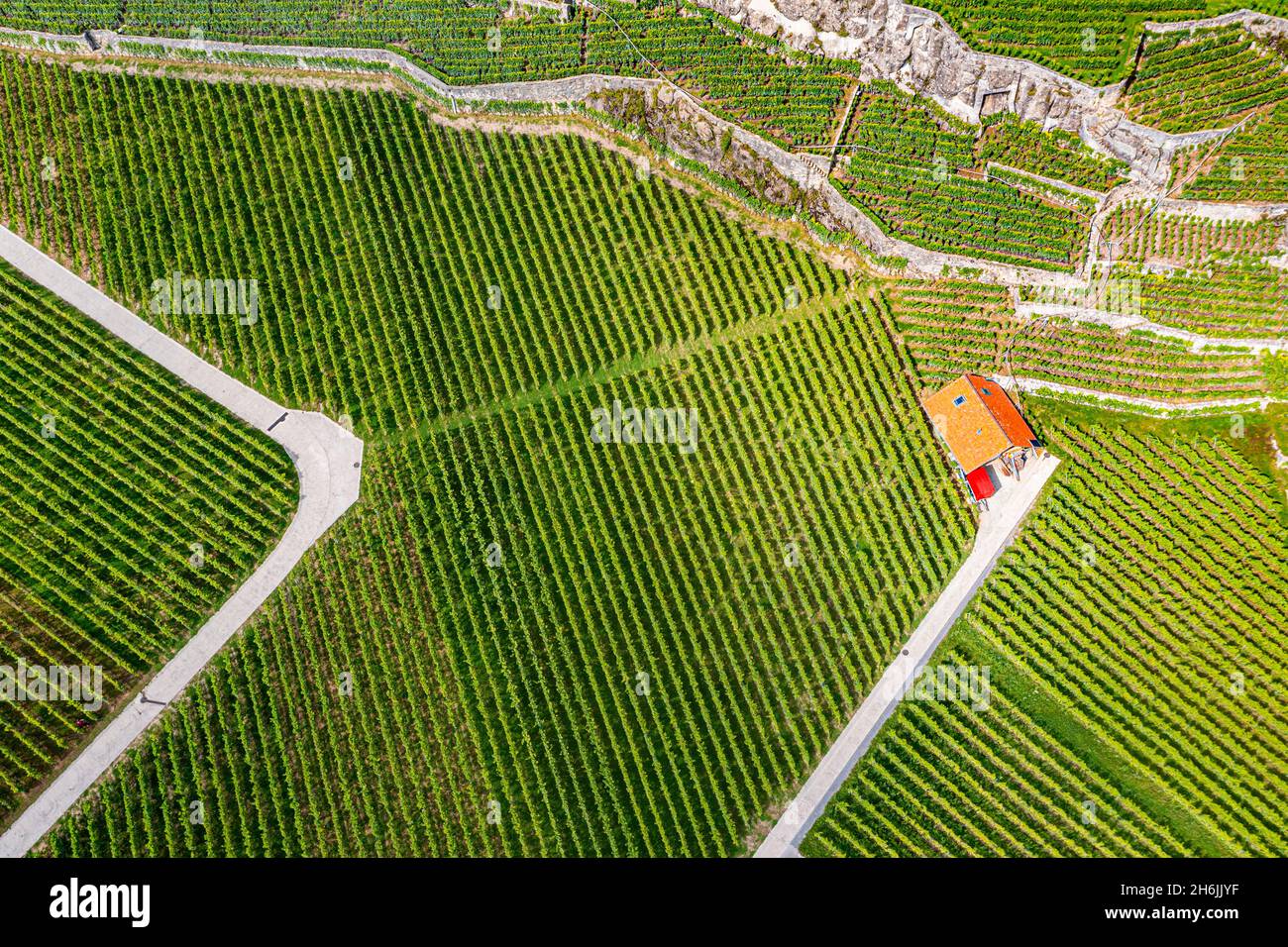 Antenna delle terrazze di Lavaux Vineyard, patrimonio dell'umanità dell'UNESCO, Lago di Ginevra, Svizzera, Europa Foto Stock