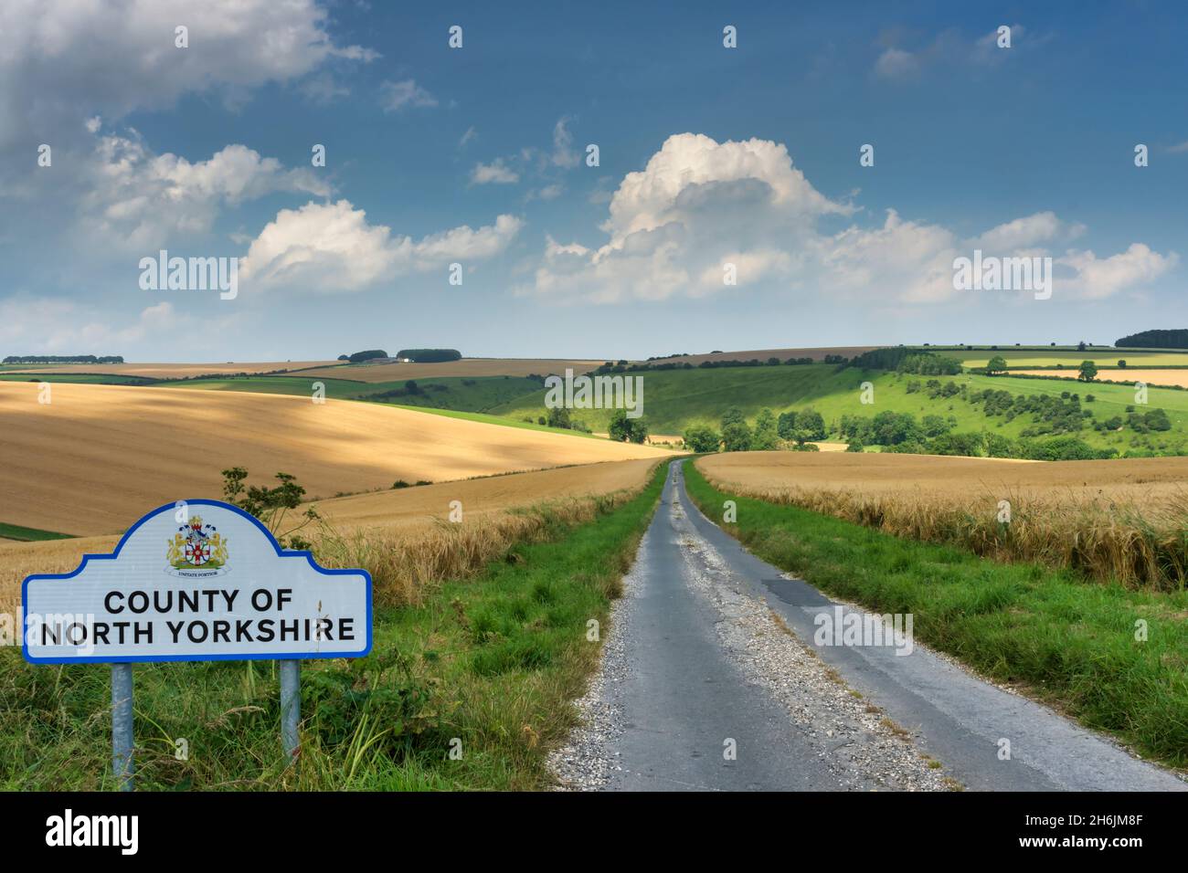 Campi di granoturco e colline di gesso ondeggianti al sole di metà estate vicino Fridaythorpe sui Wolds dello Yorkshire Orientale, Yorkshire, Inghilterra, Regno Unito, Europa Foto Stock