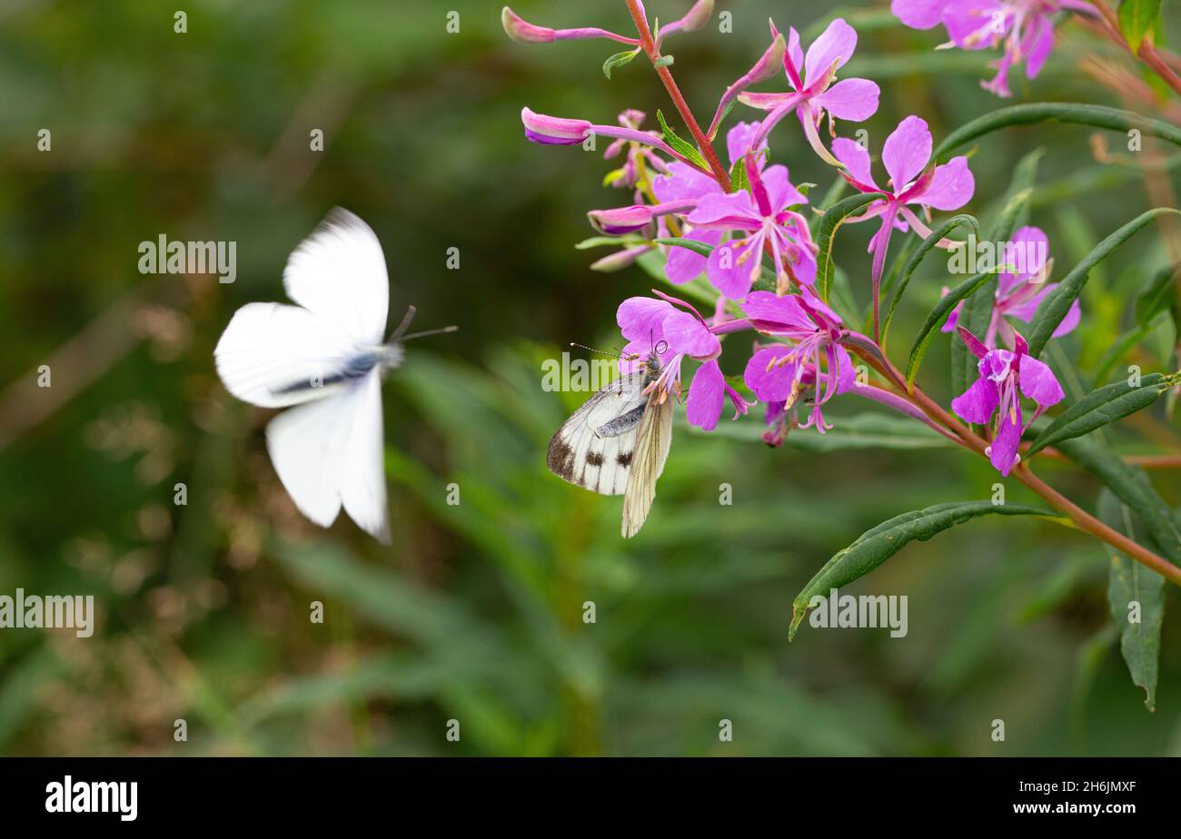 Visualizzazione della coppia di Green-veined bianco (Pieris napi); movimento maschile sfocato Foto Stock