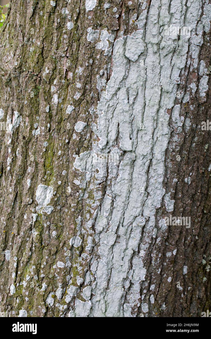 Lichen Haematomma ocroleum su corteccia di quercia Foto Stock