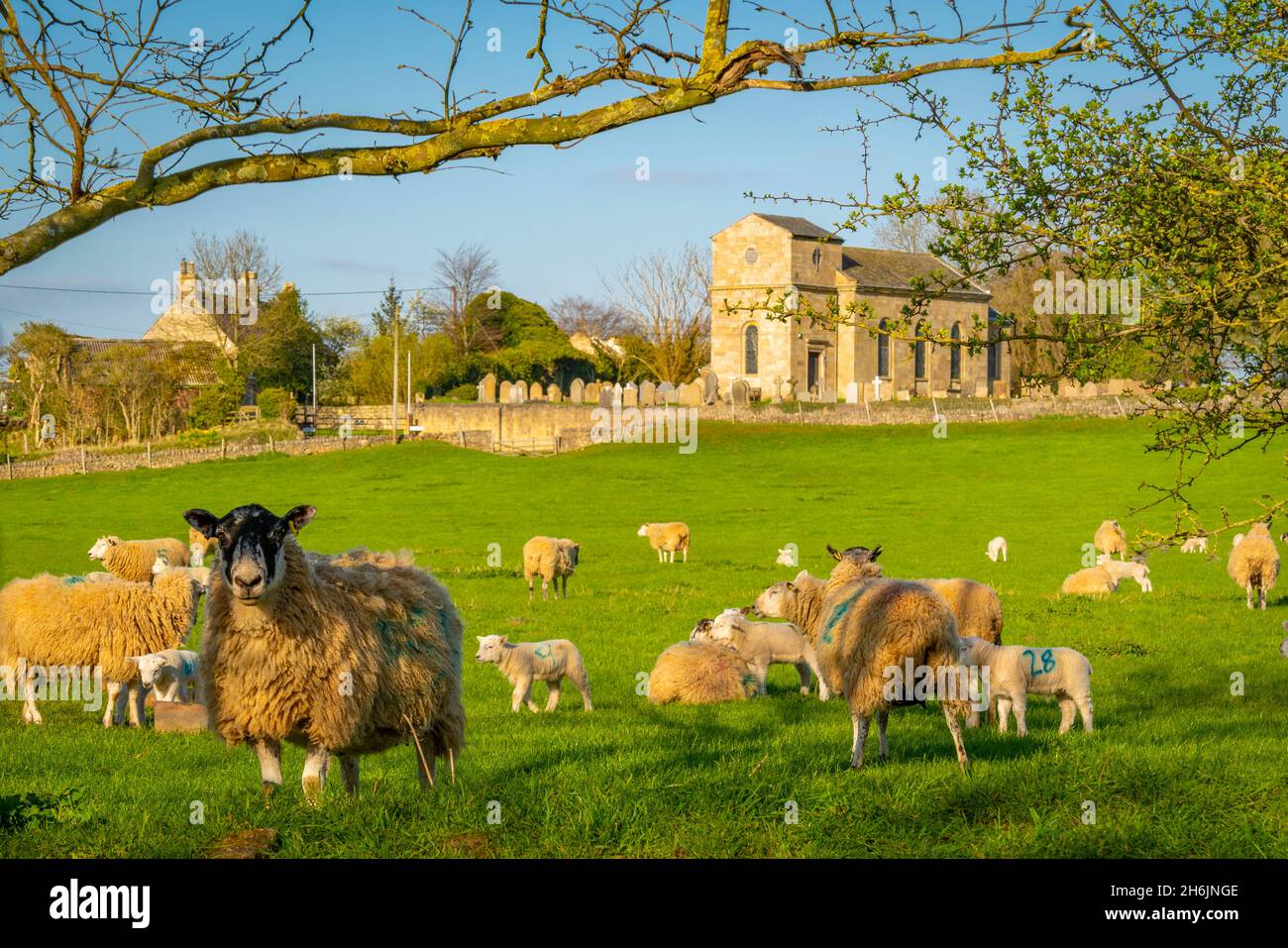 Vista di pecore e agnelli primaverili in Elmton Village, Bolsover, Chesterfield, Derbyshire, Inghilterra, Regno Unito, Europa Foto Stock