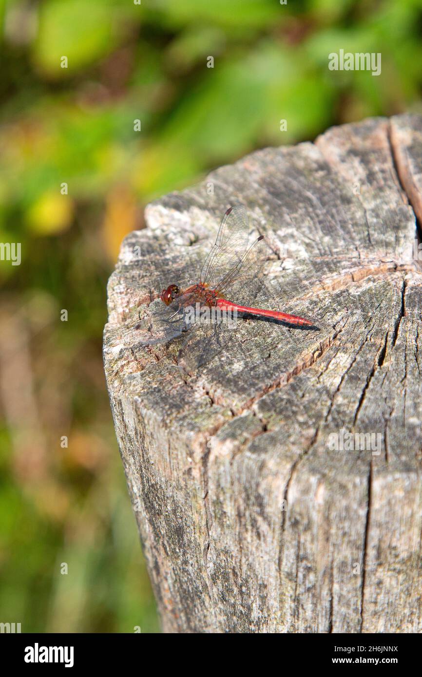 Maschio dragonfly Ruddy darter (Sympetrum sanguineum) poggiato su palo di legno Foto Stock