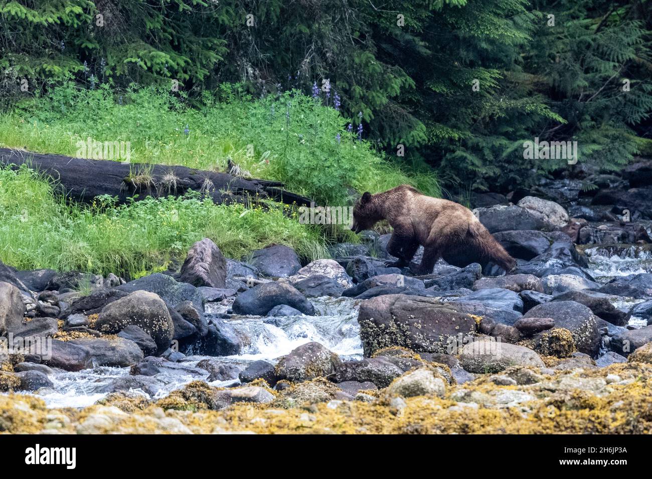 Un giovane orso bruno (Ursus arctos, nell'erba di Misty Fjords National Monument, Southeast Alaska, Stati Uniti d'America, Nord America Foto Stock