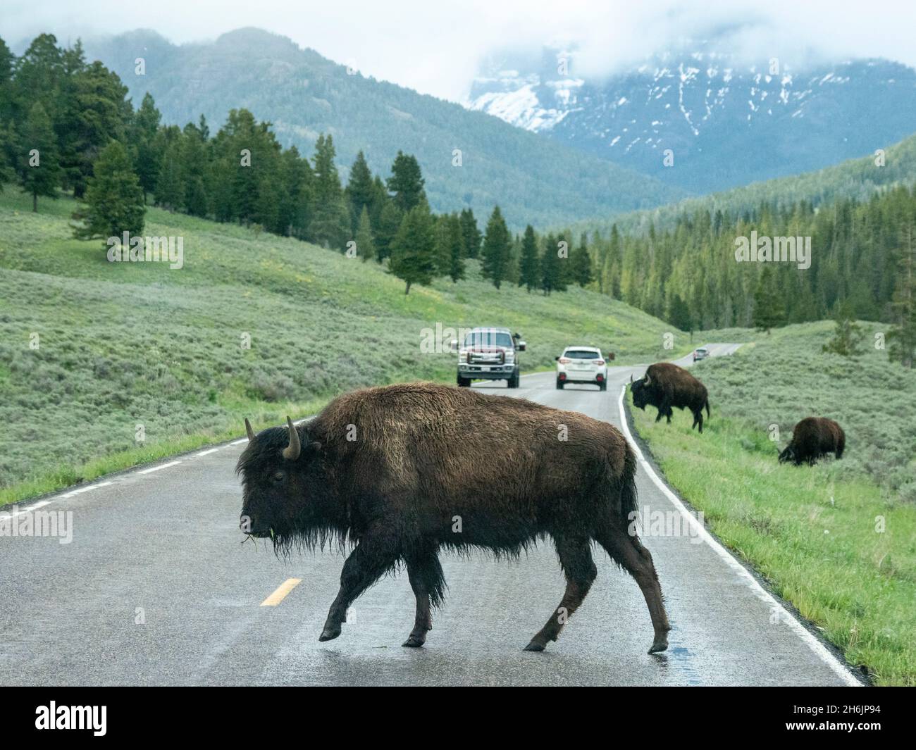 Bisonte adulto (bisonte) che attraversa l'autostrada nel parco nazionale di Yellowstone, sito patrimonio dell'umanità dell'UNESCO, Wyoming, Stati Uniti d'America Foto Stock