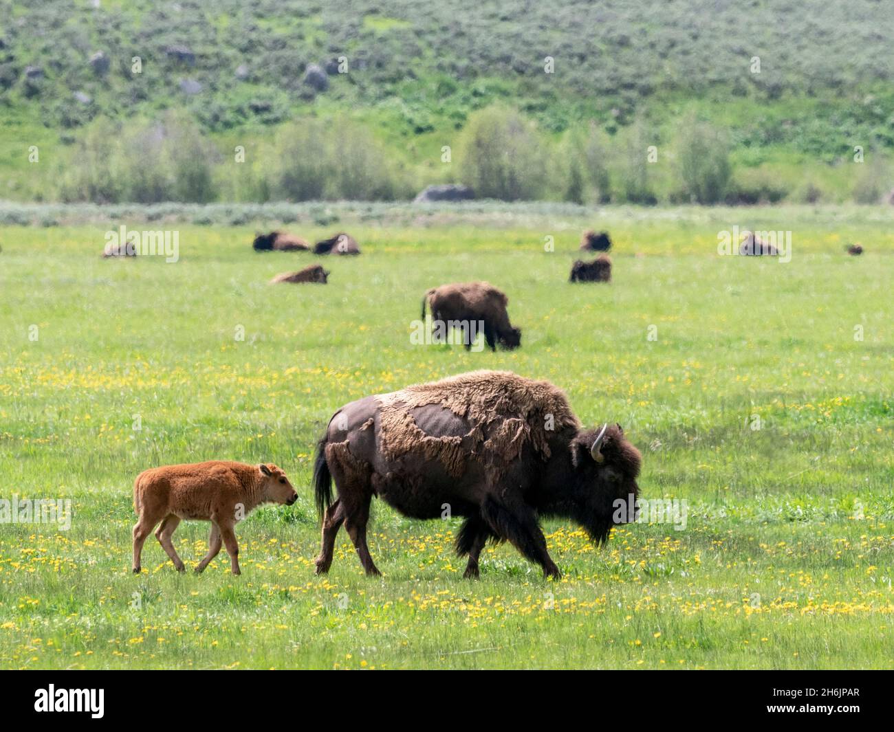 Bisonte adulto (bisonte) con pascolo giovane nella Valle di Lamar, il Parco Nazionale di Yellowstone, sito patrimonio dell'umanità dell'UNESCO, Wyoming, USA Foto Stock