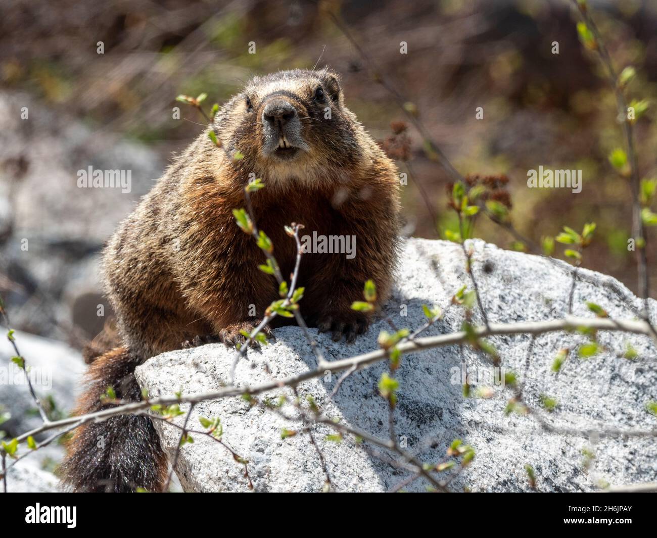 Un marmotto adulto dalle decorazioni gialle (Marmota flaviventris, nel parco nazionale di Yellowstone, Wyoming, Stati Uniti d'America, Nord America Foto Stock