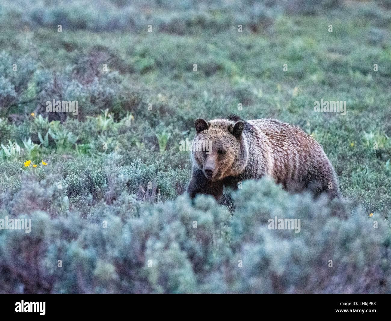 Un giovane orso grizzly (Ursus arctos) negli arbusti vicino al Grand Teton National Park, Wyoming, Stati Uniti d'America, Nord America Foto Stock