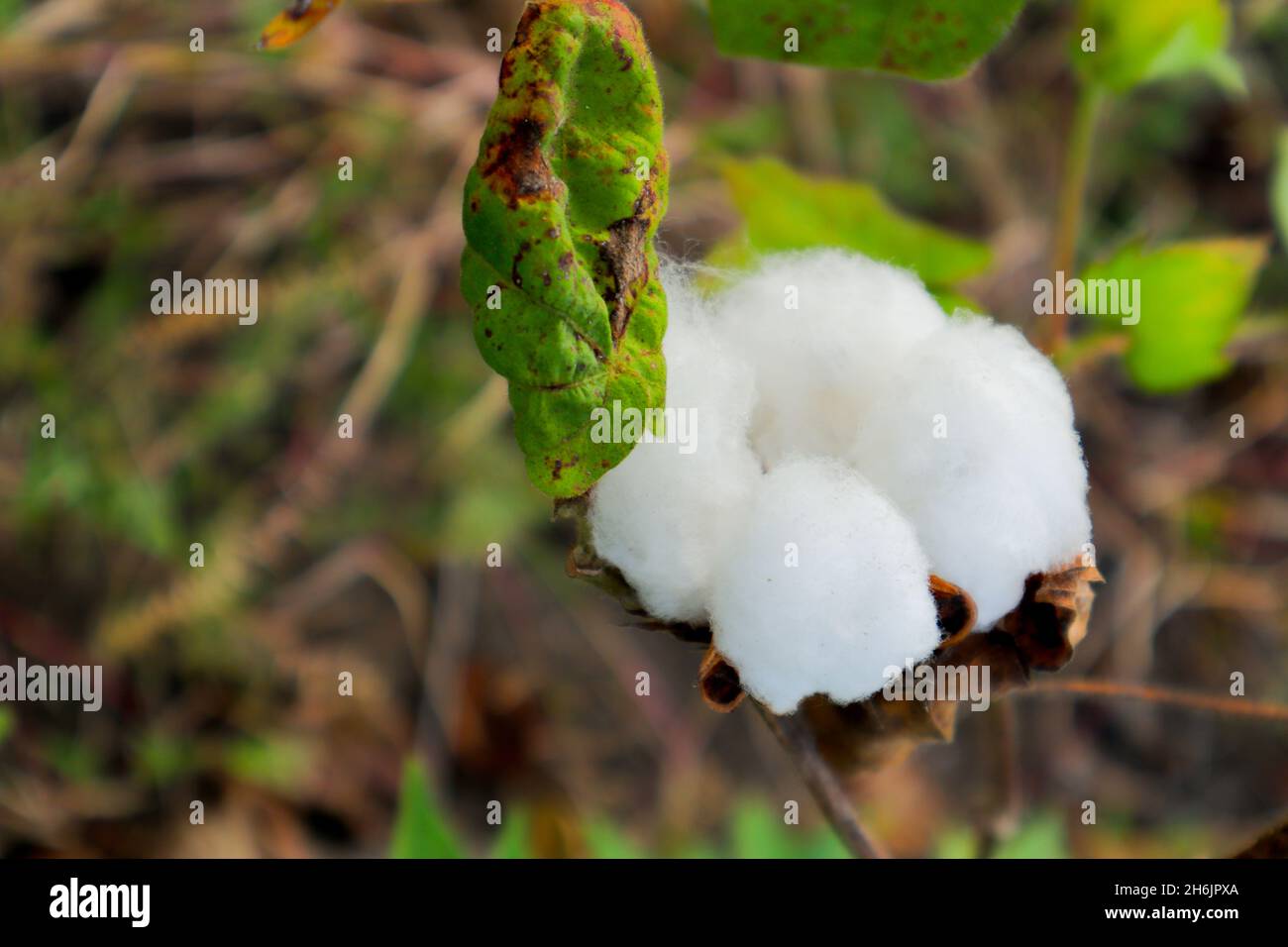 Fiore di cotone nel fiore di cotone field.As materia prima Apparel, abbigliamento moda. Foto Stock