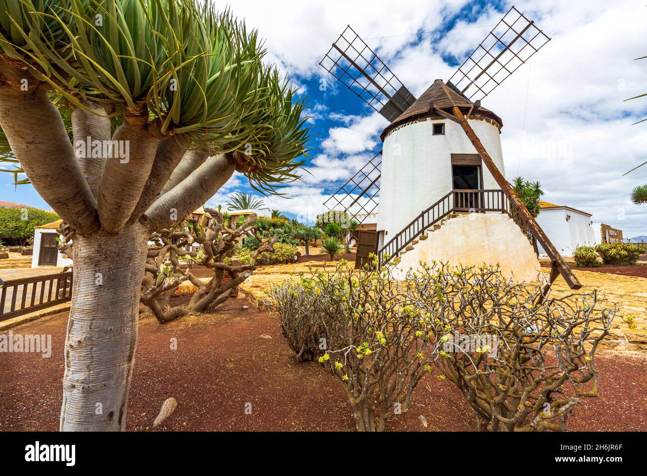 Mulino a vento in pietra e piante succulente nel giardino Cactus della città vecchia di Antigua, Fuerteventura, Isole Canarie, Spagna, Atlantico, Europa Foto Stock
