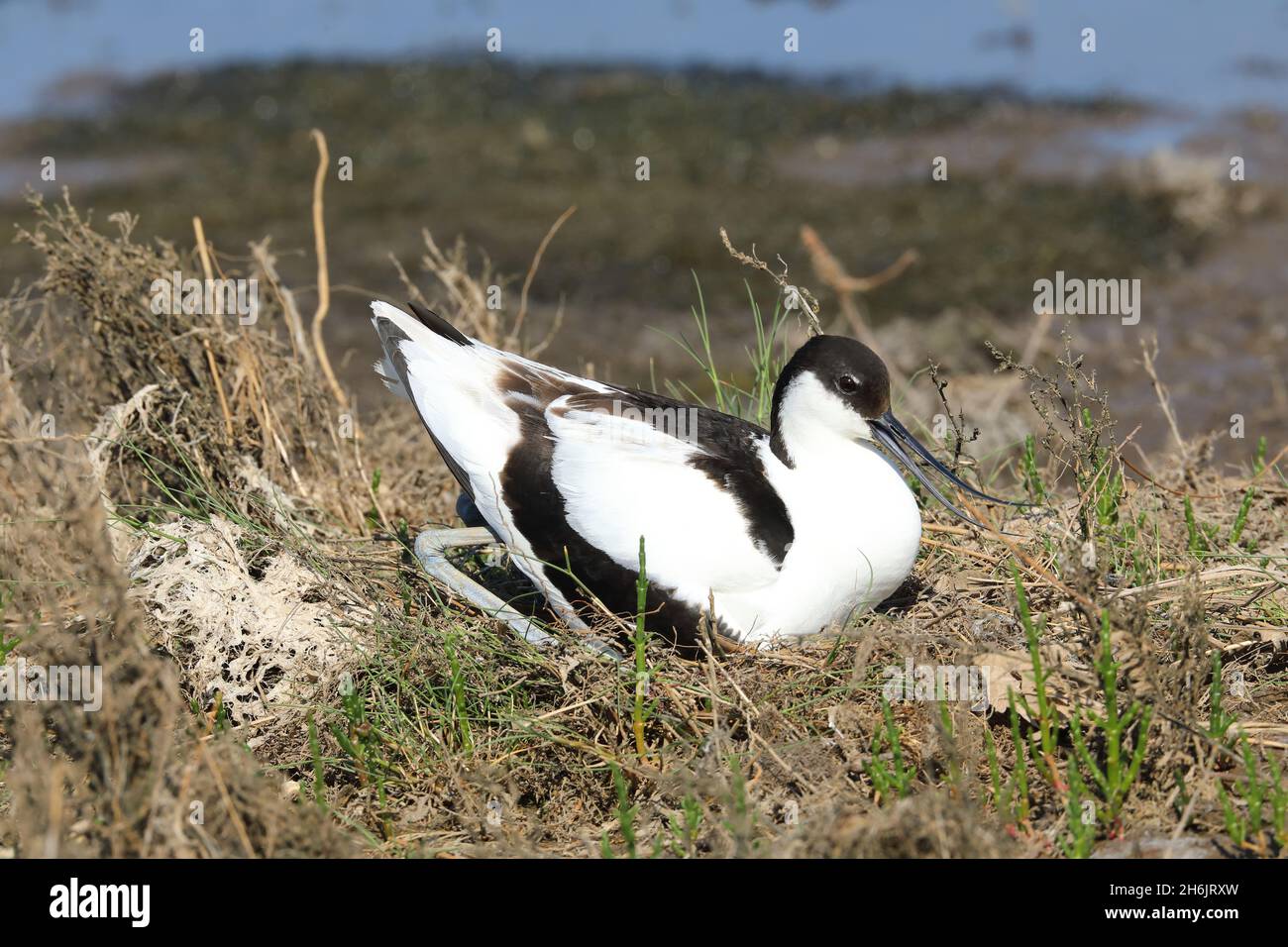 Avocet sul nido Foto Stock