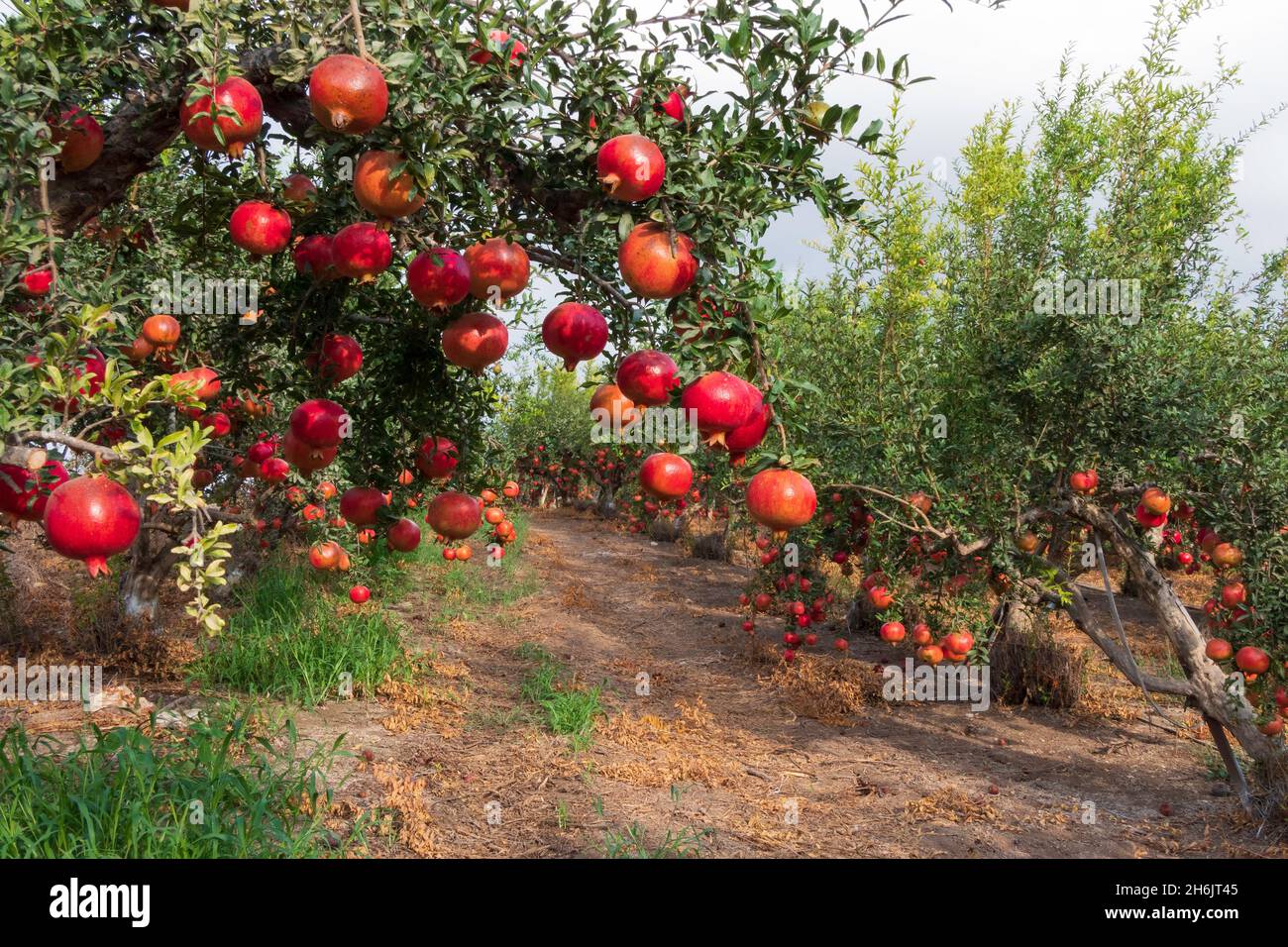 Vista del frutteto con melograni con melograni non maturi sui rami. Messa a fuoco selettiva. Foto Stock