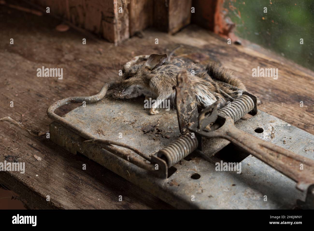 La trappola in metallo per rat per impieghi pesanti ha accidentalmente catturato un piccolo topo in legno di roditori, Apodemus sylvaticus, sotto l'attaccante Foto Stock