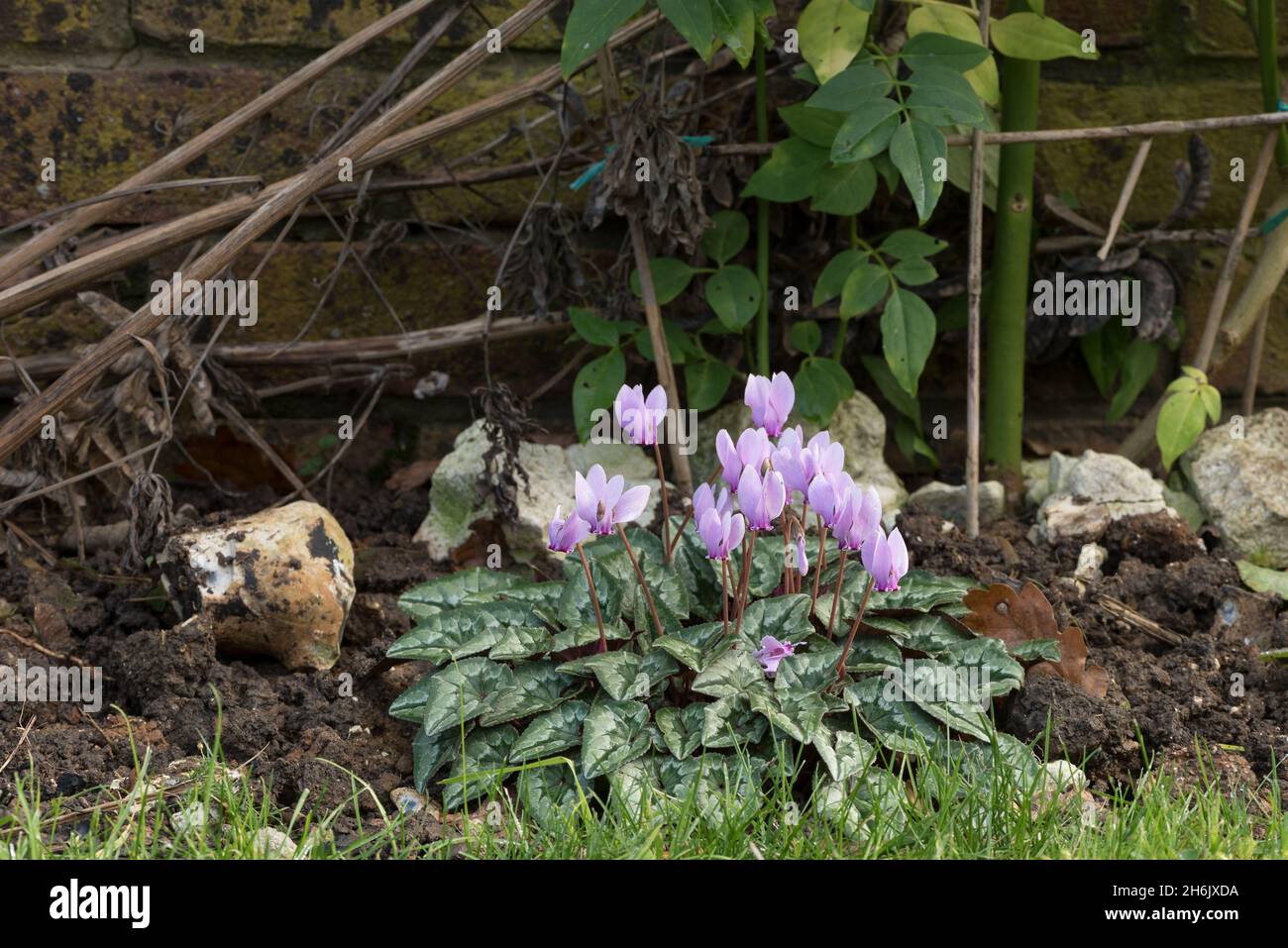 Dormiente in estate il ciclamino selvatico, ciclamino hederiflium, germogli tubero nuova crescita e fiori in inverno Foto Stock