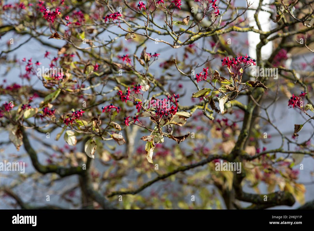 Frutti maturi a forma di stella di Clerodendrum trichotomum, la gloria harlequin o albero del burro di arachide, a Londra, Regno Unito Foto Stock