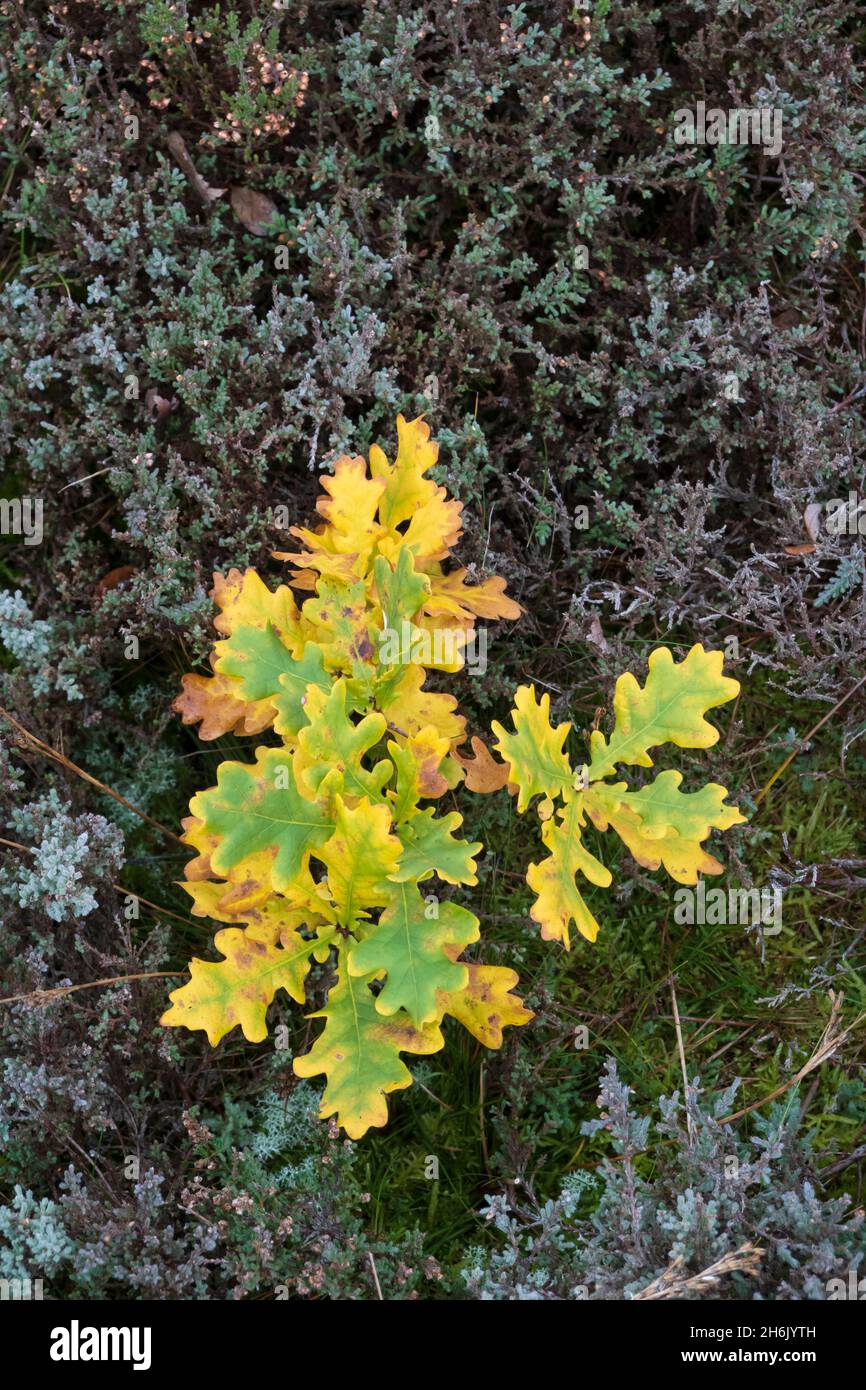 Foglie di quercia in autunno tra erica su brughiera, Bucklebury Common, vicino Newbury, West Berkshire, Inghilterra, REGNO UNITO Foto Stock