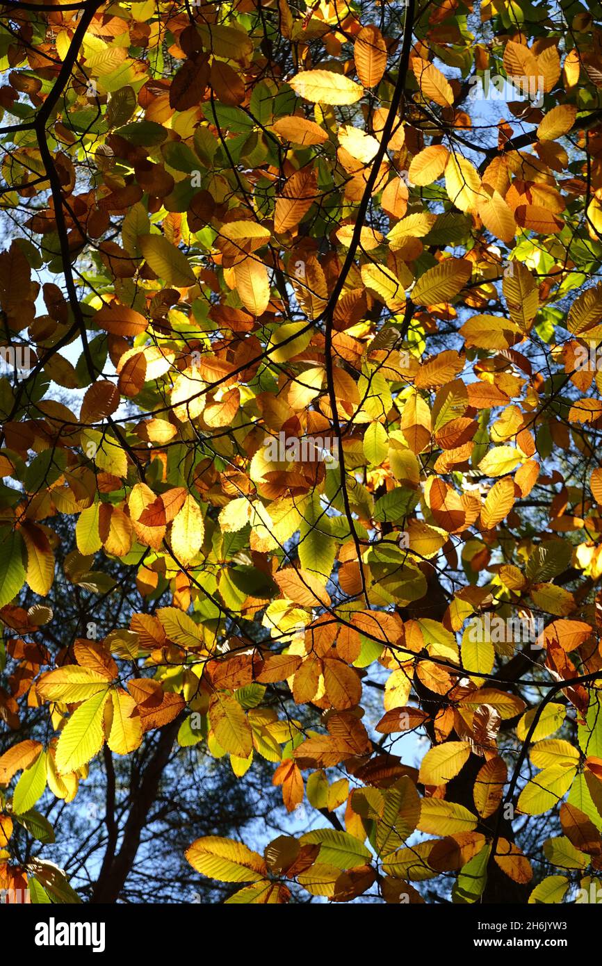 Foglie dolci di castagno nei colori autunnali retroilluminati dal sole Foto Stock