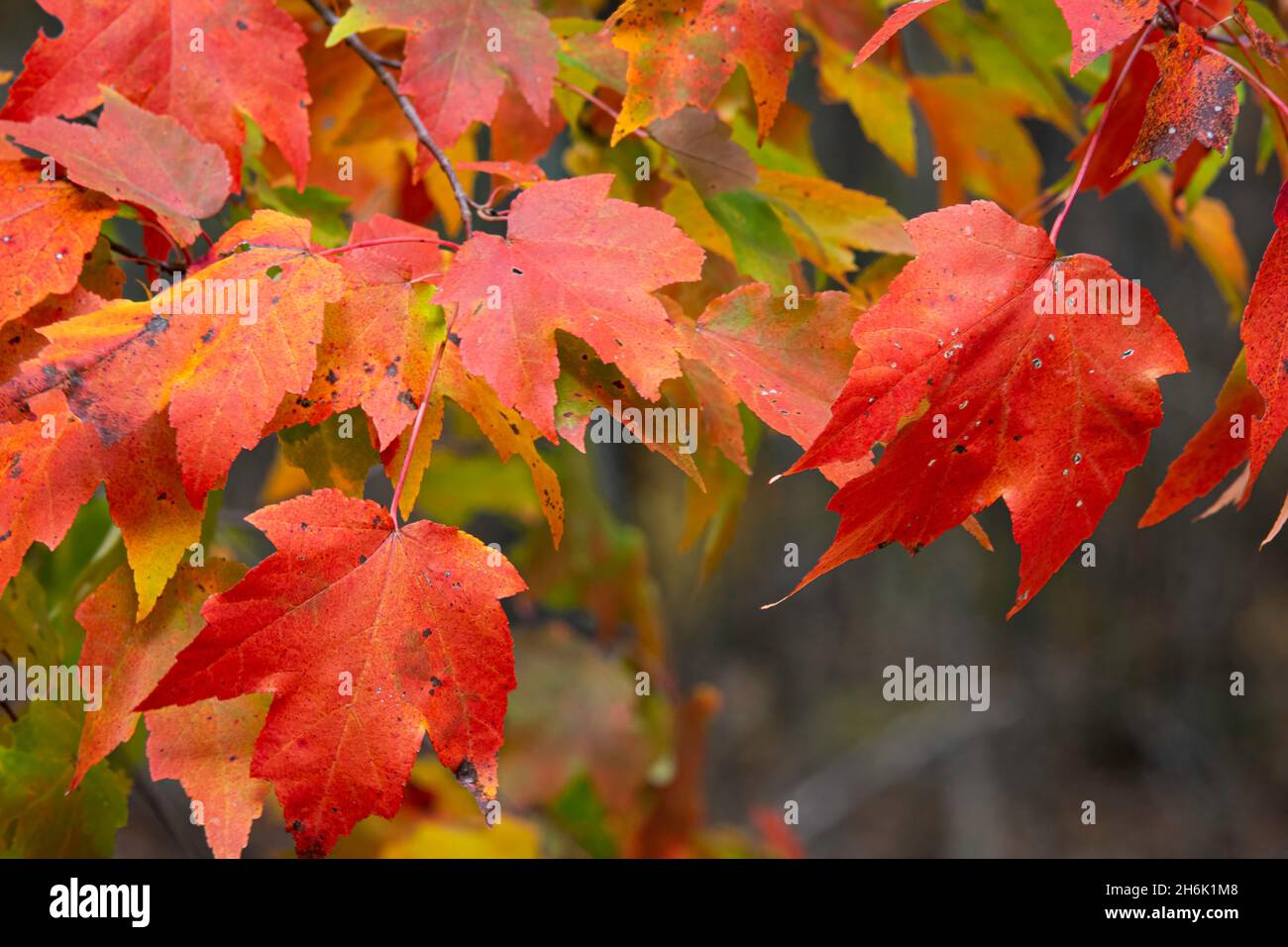 Immagine di sfondo di foglie di acero rosso dai colori vivaci. Foto Stock