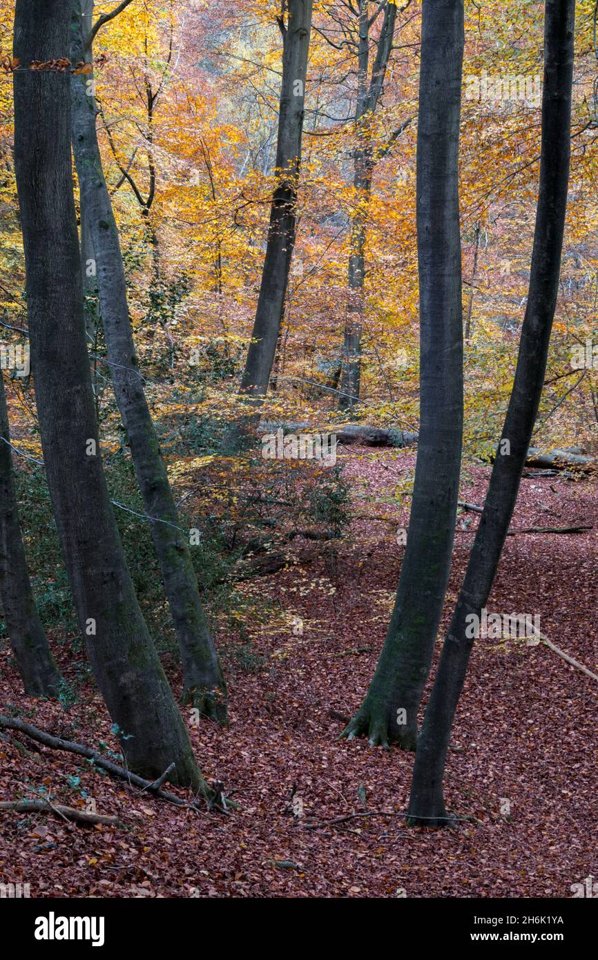 Un gruppo di alti e giovani faggi Burnham Beeches, Buckinghamshire, Regno Unito Foto Stock