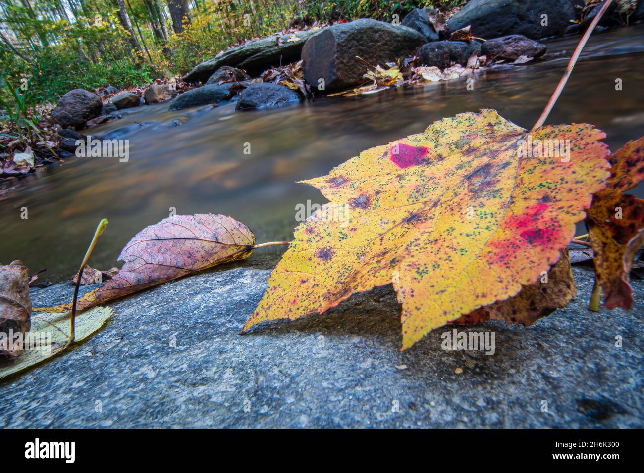 Primo piano di una foglia arroccata su una roccia in un torrente - lunga esposizione. Foto Stock