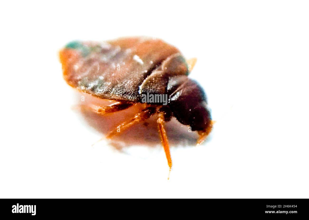 Bedbug su sfondo bianco con messa a fuoco selettiva Foto Stock