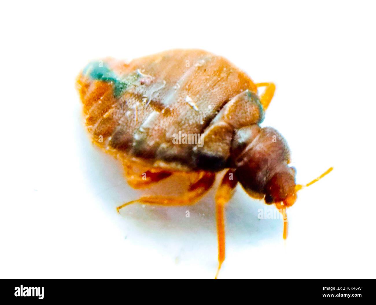 Bedbug su sfondo bianco con messa a fuoco selettiva Foto Stock