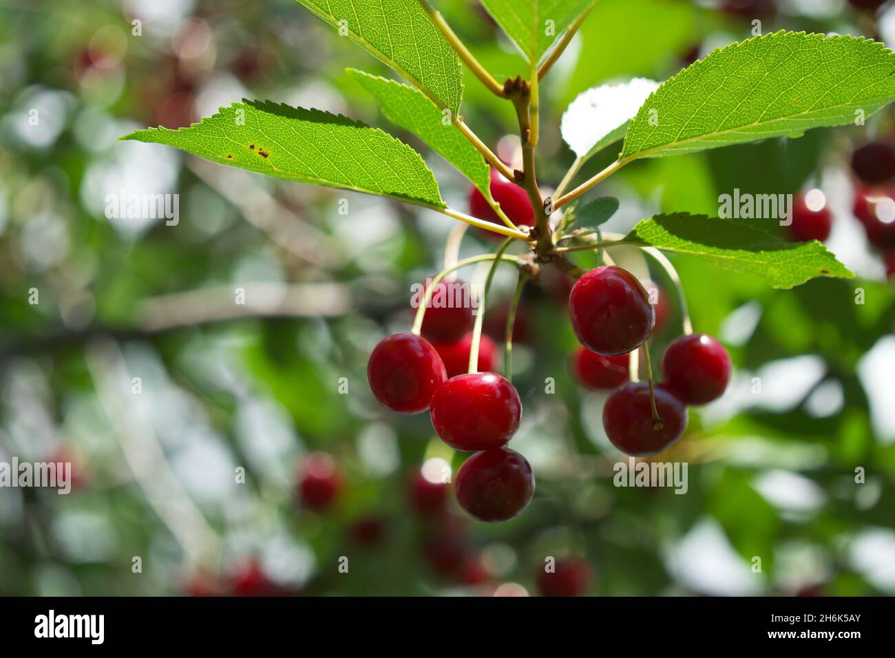 Diverse ciliegie maturanti su un ramo d'albero, primo piano. Bacche rosse. Foto Stock