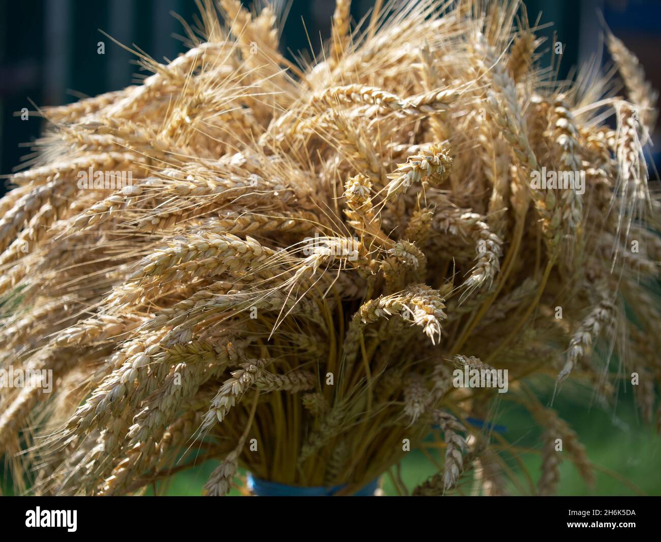 Un taglio di grano dorato maturo, primo piano. Foto Stock