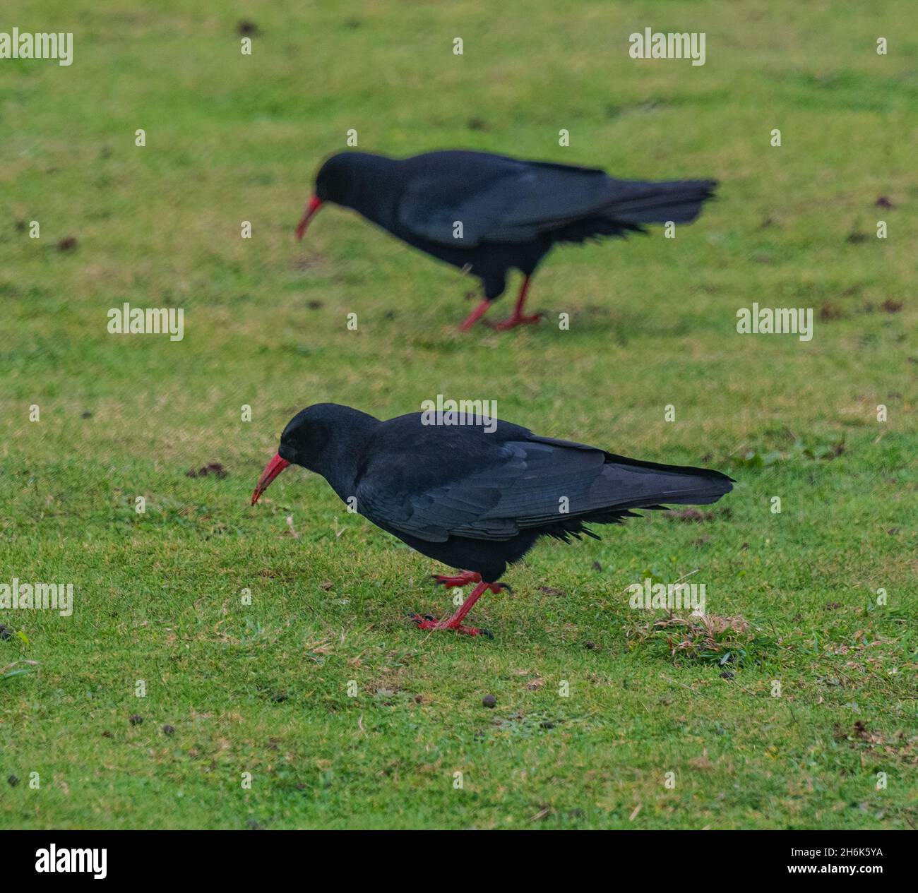 Cornish Chough, Godrevy West Cornwall Foto Stock