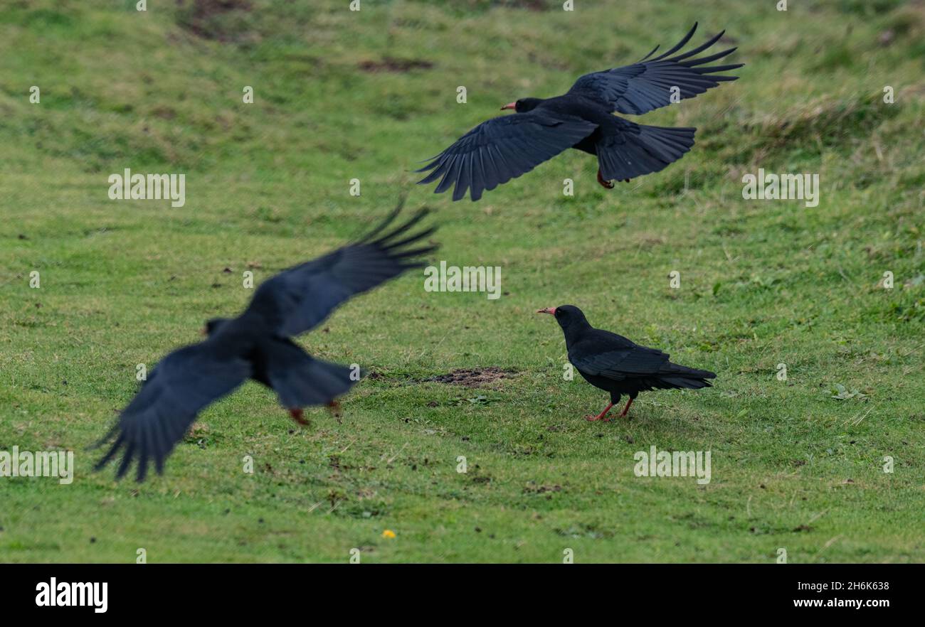 Cornish Chough, Godrevy West Cornwall Foto Stock