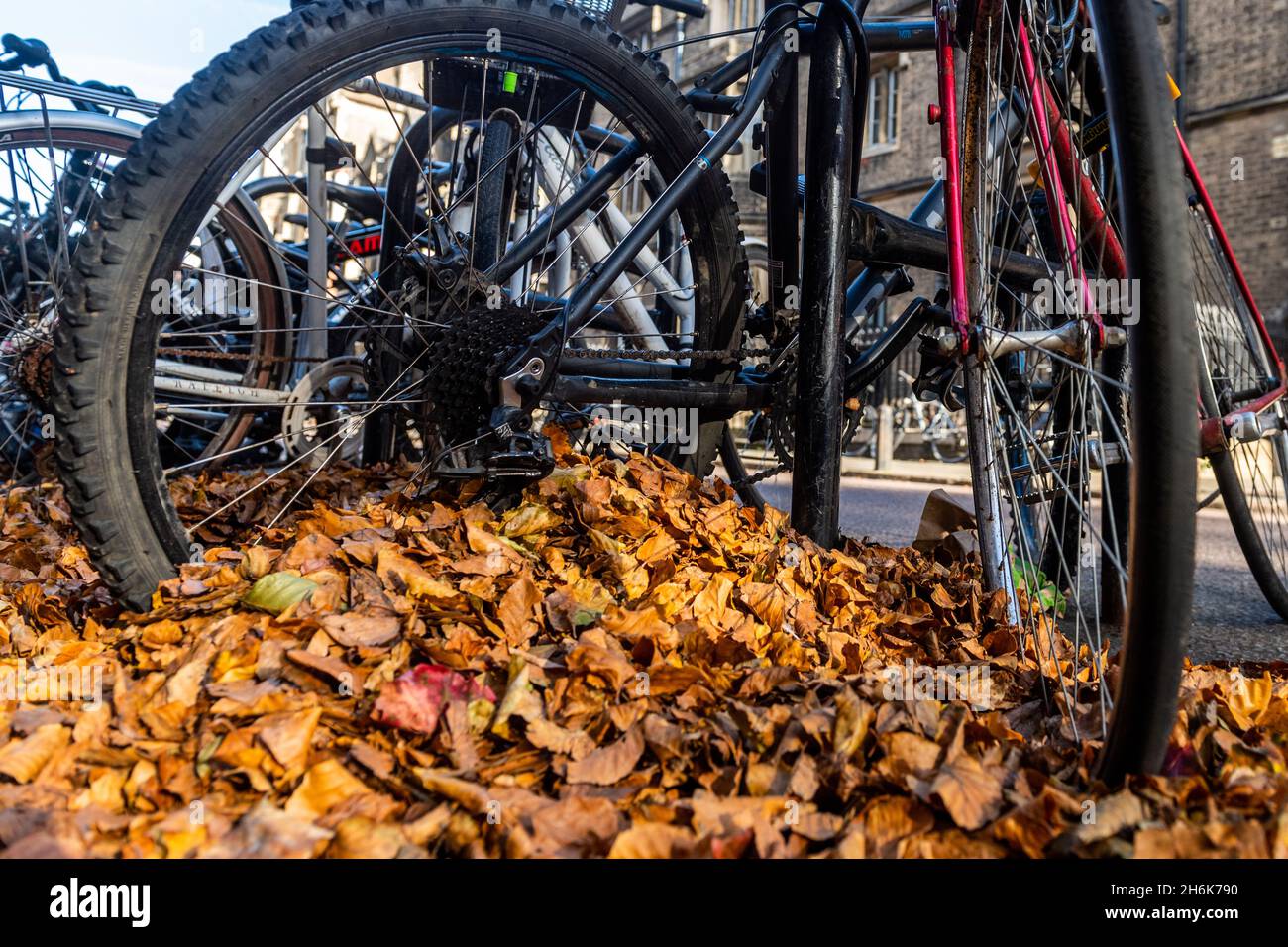 Spingere le biciclette parcheggiate con le foglie cadute a Cambridge, Regno Unito. Foto Stock