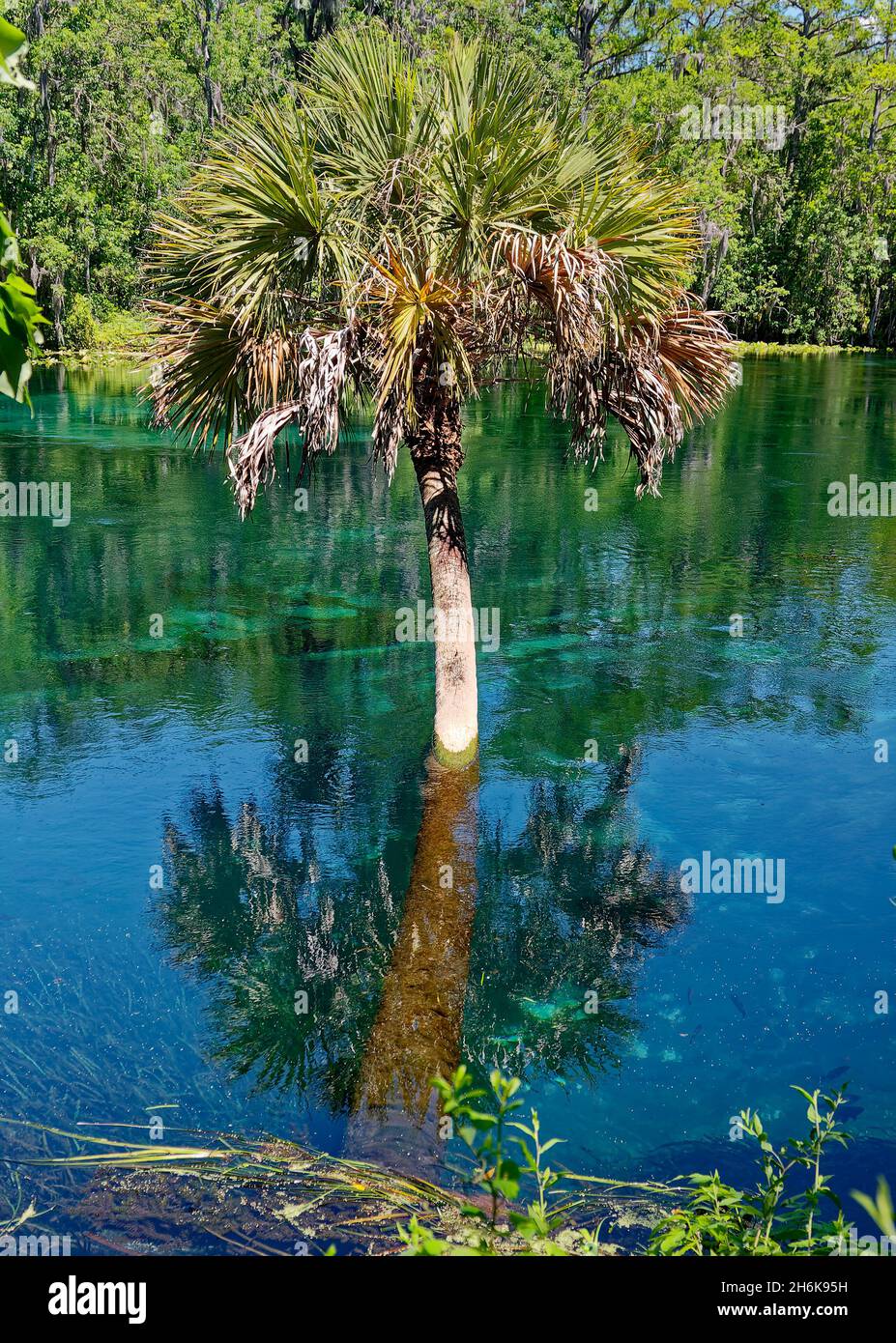 albero di palma che cresce in acqua, tronco piegato, acqua limpida, riflesso, Fiume d'Argento, Natura, insolito, Silver Springs state Park, Florida, Silver Springs, Florida Foto Stock