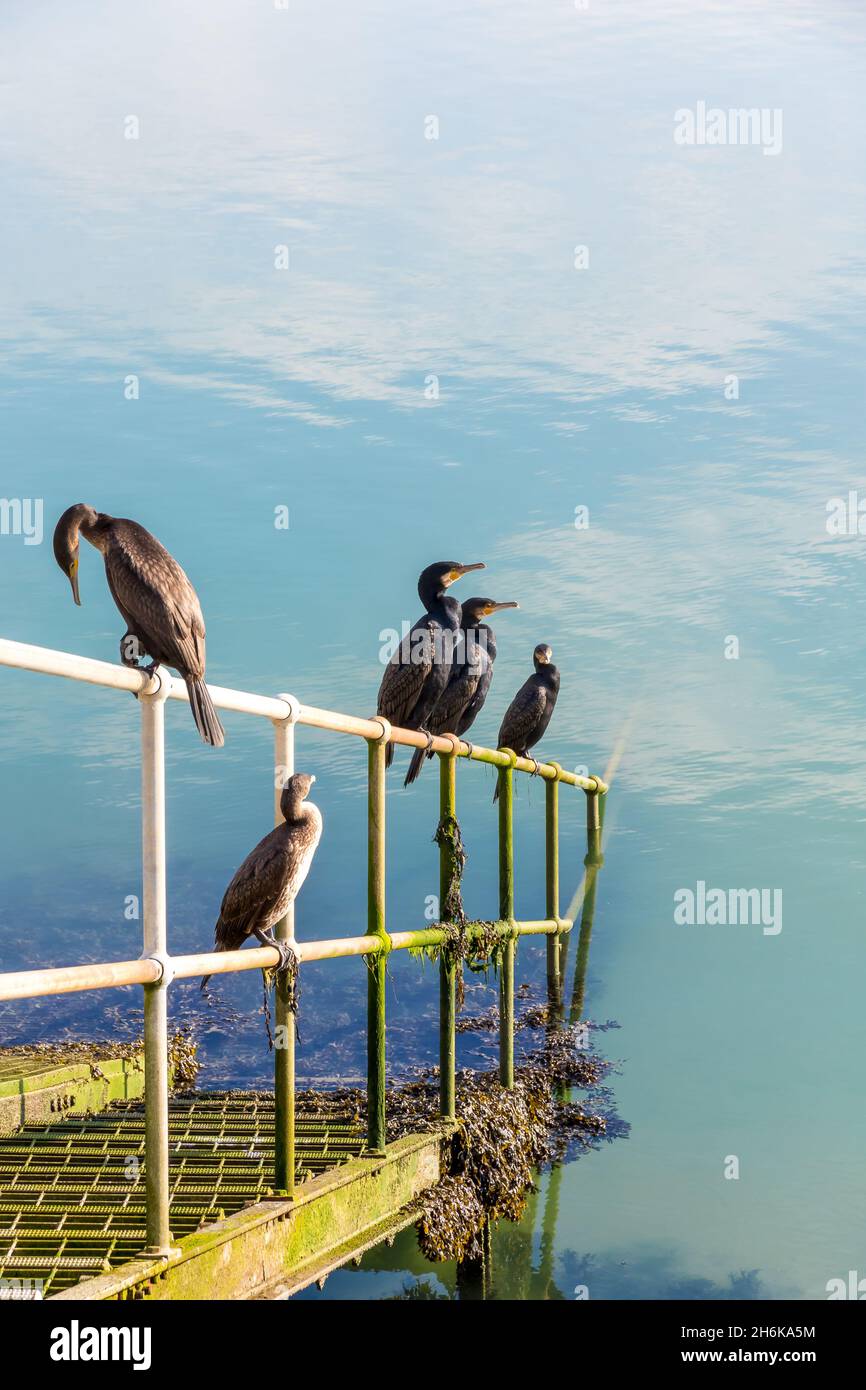 Cormorani appollaiati vicino al porto Foto Stock