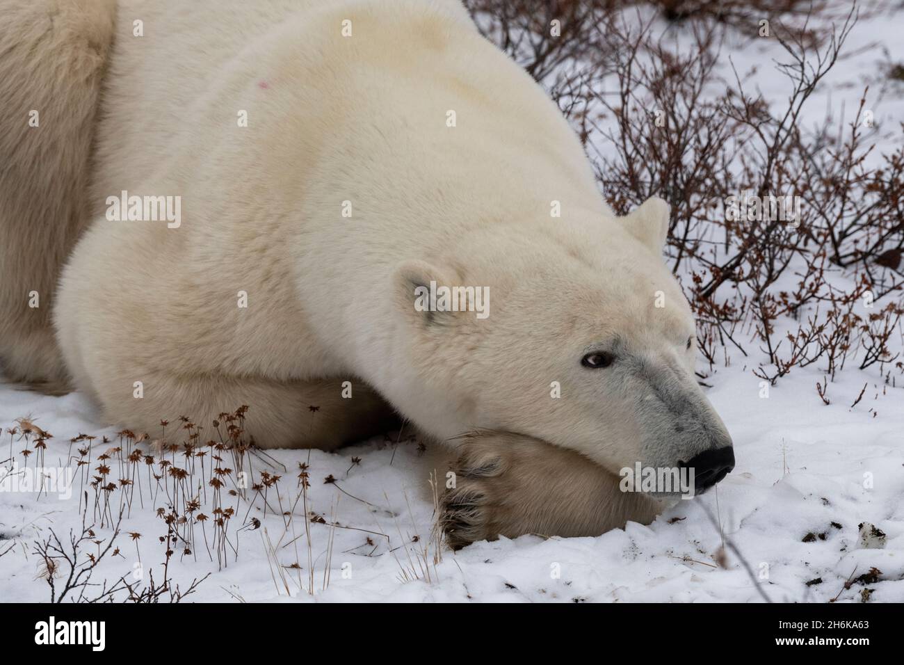 Canada, Manitoba, Churchill. Lone maschio orso polare riposo (SELVATICO: Ursus maritimus) Foto Stock