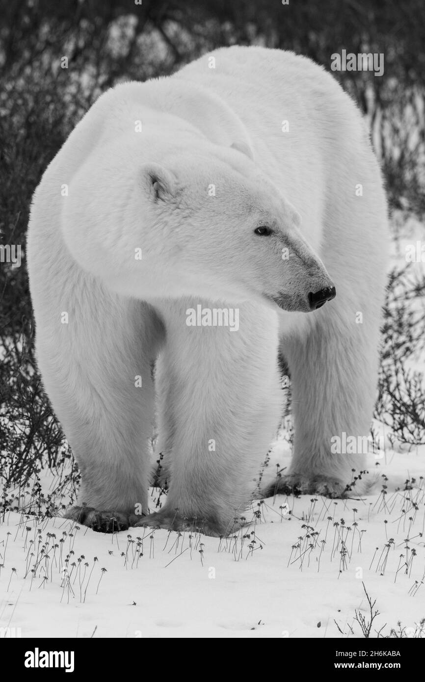 Canada, Manitoba, Churchill. Orso polare maschile in piedi Lone (SELVAGGIO: Ursus maritimus) B&W. Foto Stock