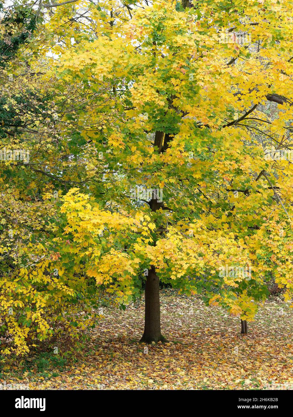 Vista delle foglie gialle colorate su un albero alto in autunno Foto Stock